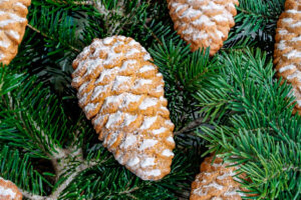 Имбирные печатные пряники “Шишки”